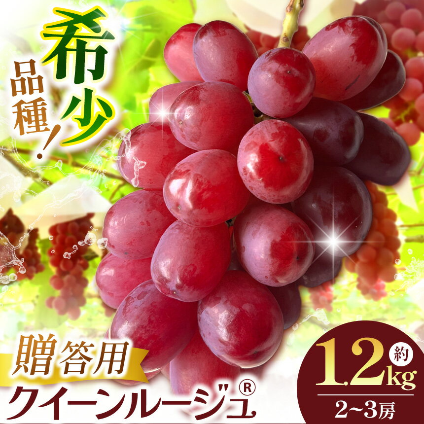 【ふるさと納税】【先行受付：2026年発送】信州産 クイーンルージュ® ギフト用 約1.2kg(1房～3房) ｜ ふるさと納税 松本市 ぶどう 葡萄 クイーンルージュ 果物 フルーツ 新鮮 信州産