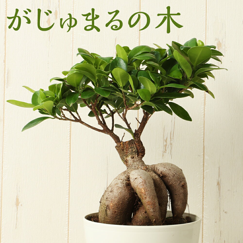 【ふるさと納税】がじゅまるの木 1鉢 植物 観葉植物 グリーン インテリア 熊本県 高森町 送料無料