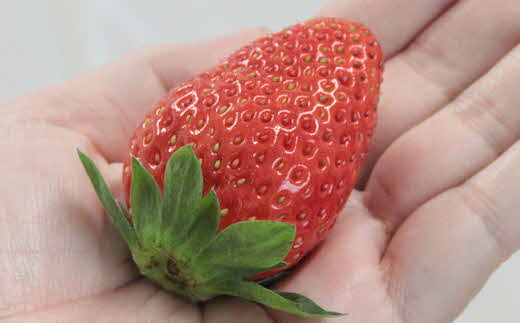  農場長厳選の美味しいいちご 400g【200g×2パック 苺 詰め合わせ 島根県 安来市産】