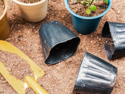 年4回 季節の お任せ 鉢花（ポット植え）定期便 ガーデニング 園芸 お任せ 旬のお花をお届けします。村田園芸