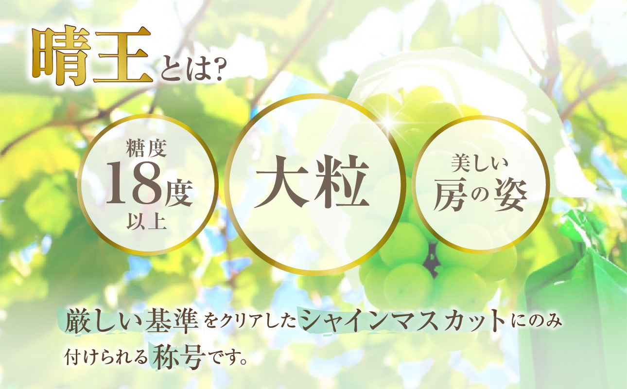 【2025年発送分 先行受付スタート】岡山県産シャインマスカット「晴王」　秀品　1房（約600g）（令和７年8月中旬以降発送）【 シャインマスカット 晴王 フルーツ 果物 葡萄 ぶどう 岡山県産 秀品
