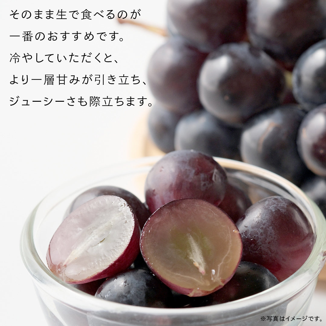 ナガノパープル 5kg （8～12房）【2026年9月より発送開始】（茨城県共通返礼品 [ぶどう]：結城市産） 葡萄 黒ぶどう 旬 お取り寄せ フルーツ 希少品種 デザート [FC04-NT]_イメー
