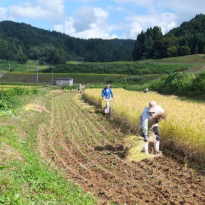 ふるさと納税 上越市 【毎月定期便】新潟県上越市清里区東戸野産コシヒカリ20kg(5kg×4)玄米全6回 |  | 01