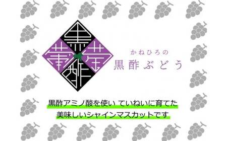 かねひろの「黒酢シャインマスカット」2～3房（約1.2kg） 【2026年9月上旬～9月下旬発送予定】 フルーツ 果物 くだもの ぶどう ブドウ 葡萄 シャイン シャインマスカット 新鮮 マスカット 
