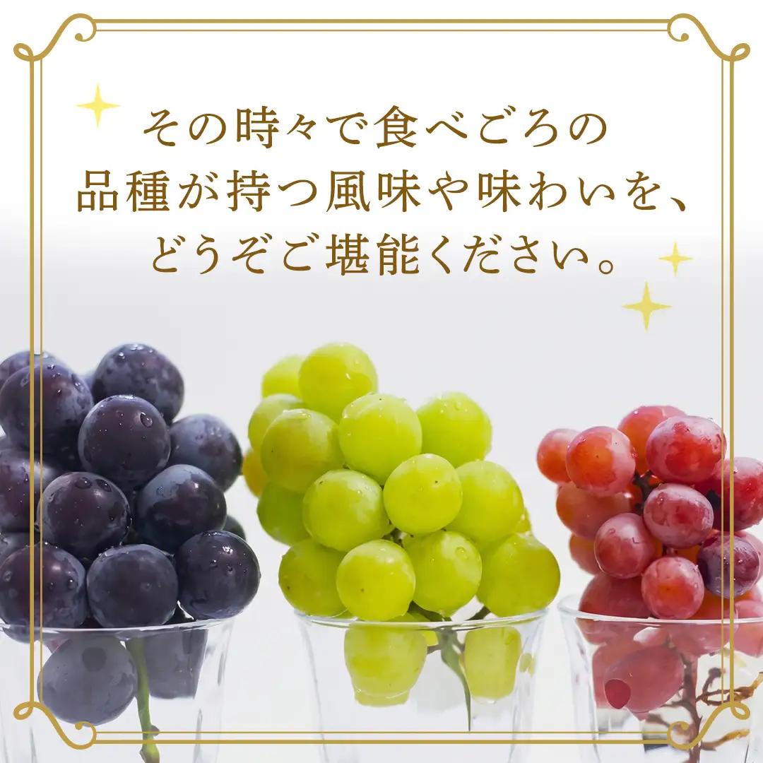 旬なぶどう 品種おまかせ 約2kg(約4房)【2026年8月より発送開始】（茨城県共通返礼品 [ぶどう]：結城市産） │ ぶどう 旬 おまかせ 詰め合わせ フルーツ 果物 巨峰 ピオーネ シャインマス