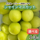 【ふるさと納税】【先行予約／数量限定50】シャインマスカット 700g以上 1.2kg以上 1.6kg以上 1房 2房 3房（2025年9月上旬～10月中旬発送） 選べる 内容量 フルーツ デザート 果物 旬 ぶどう マスカット ふるさと納税 果物 ふるさと納税 シャインマスカット