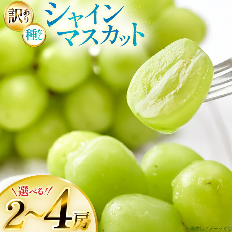 【ふるさと納税】【期間限定発送】 シャインマスカット 訳あり 選べる 内容量 約1.2kg〜約2.4kg [山形県 高畠町 Yamagenフルーツガーデンレコルト] ご家庭用 ぶどう ブドウ 葡萄 フルーツ 果物 くだもの 甘い