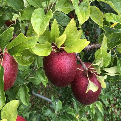 【ふるさと納税】青森りんご　恋空(こいぞら)　贈答用　約3kg　お盆の頃に収穫　真夏の本格派りんご　約12個入り【配送不可地域：離島】【1648320】