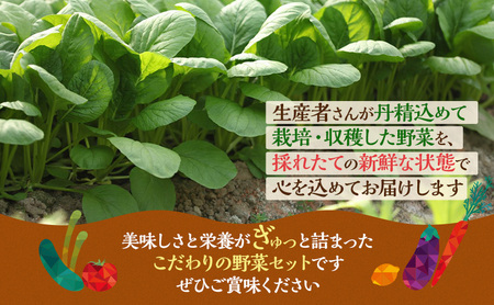 野菜 とれたて 季節の野菜 パック 8品 詰め合わせ 野菜