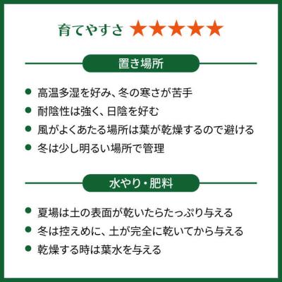 ふるさと納税 糸島市 葉模様が独特で美しい『カラテア・マコヤナ』糸島市/cocoha[AWB023] |  | 03