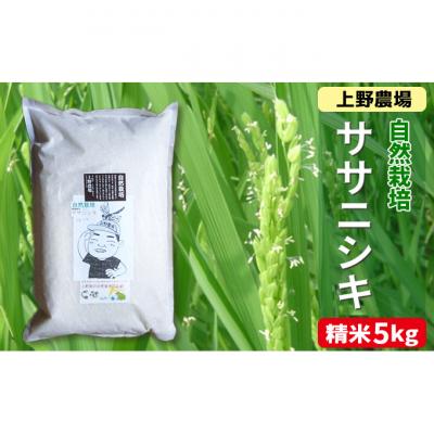 ふるさと納税 新潟市 新潟産ササニシキ精米　5kg [54071094]