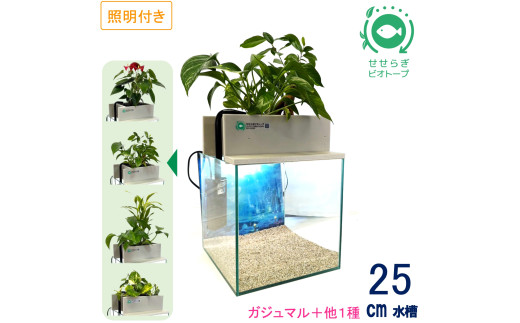 せせらぎビオトープ　25cm型基本+照明セット（ガジュマル＋他1種）