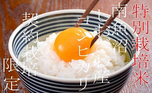【令和7年産】【定期配送８Kg×３ヶ月】特別栽培 生産者限定  南魚沼しおざわ産コシヒカリ【2025年10月上旬より順次発送予定】