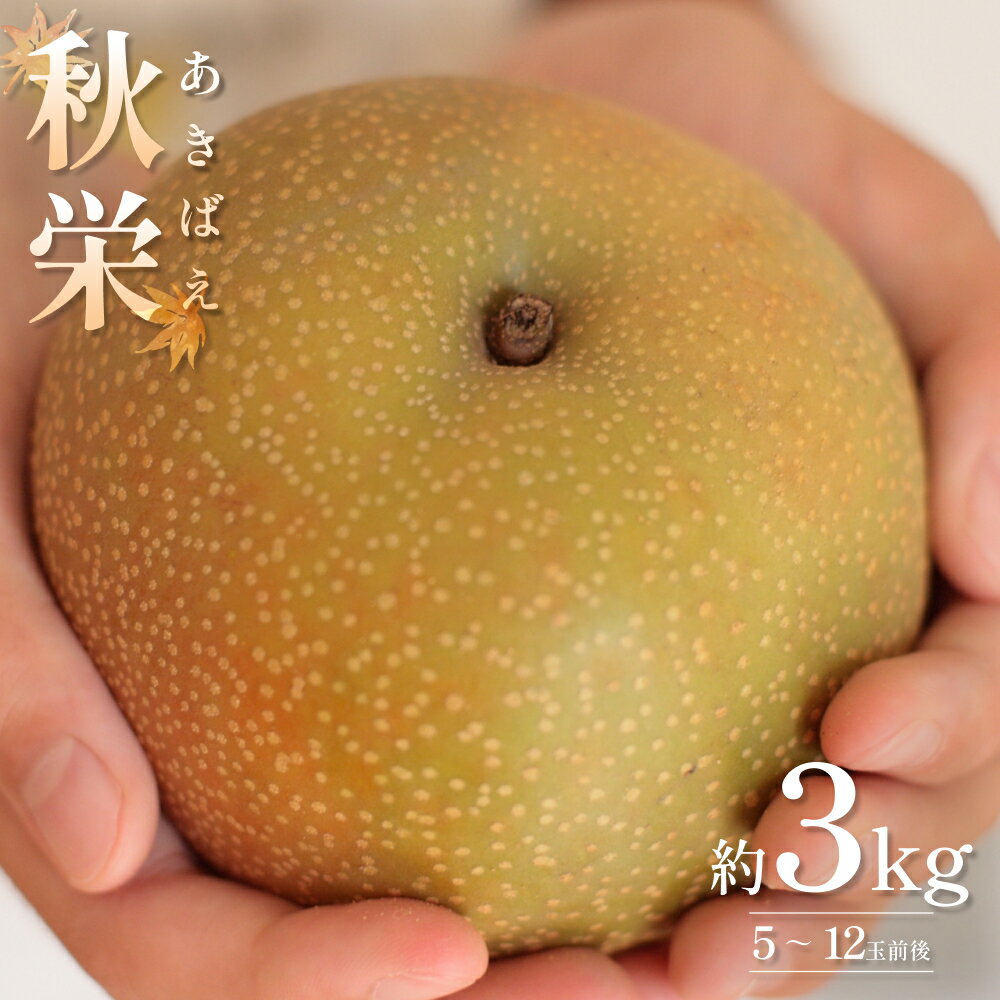 【ふるさと納税】【先行予約】秋栄（あきばえ）3kg｜鳥取 果物 くだもの フルーツ なし 梨 和梨 旬 数量限定【41034】