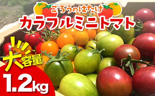 
            大容量 ごろうのはたけ カラフルミニトマト 1.2kg 高糖度 濃厚 トマト サラダ 山陽小野田 F6L-646
          