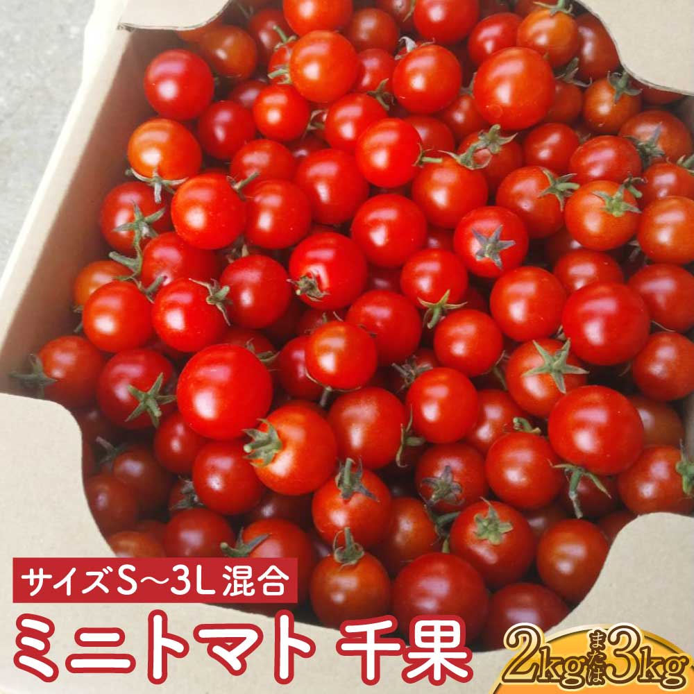 【ふるさと納税】選べる容量ミニトマト千果 約2kg もしくは 約3kg（サイズS〜3L混合）冨田農園 【12月下旬〜2025年6月下旬発送予定】