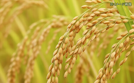 令和7年産 無洗米 高知県産ミルキークィーン 約2kg×6袋〈2025年8月から発送〉/ 米 無洗米 令和6年産米  [ATBL001]