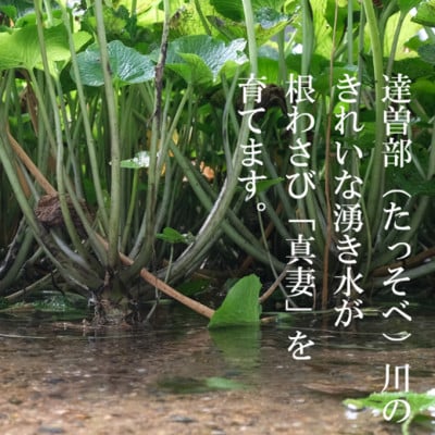 【生産者直送】宮守特産わさび 真妻(生) 200g(3〜4本)【わさび用おろし金付き】【配送不可地域：離島】【1332087】