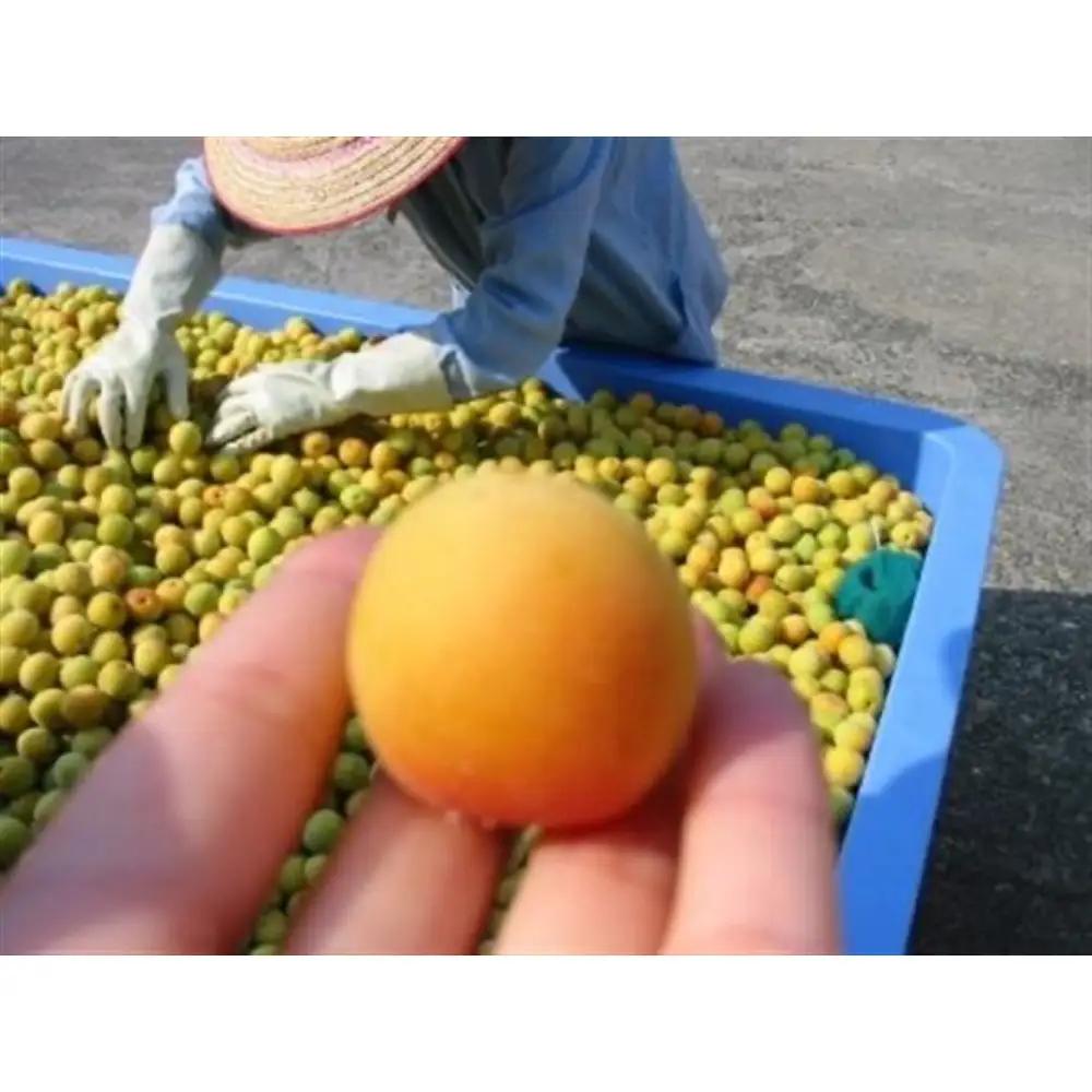 うすしお梅干し　袋入り