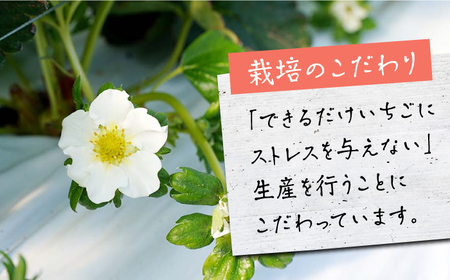【先行予約】【農家直送】いちごに想いをのせて「恋みのり」220g×2パック【鐘ヶ江農園】[IBH001]