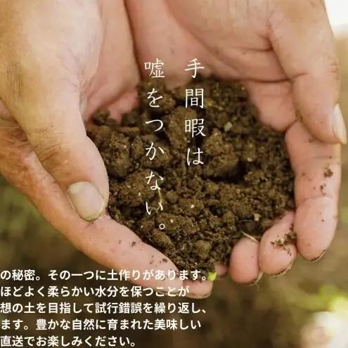 ぶどう 悟紅玉 旧ゴルビー 2房 合計1.0kg以上 岡山県産 ぶどう