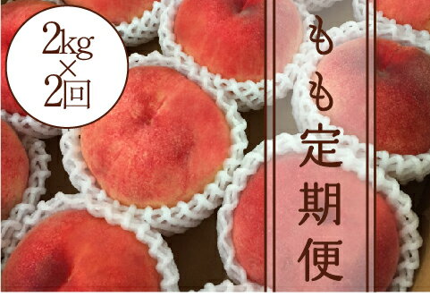 【ふるさと納税】 定期便 桃 約2.0kg 2回 年2回 果物 朝採れ 常温 大玉 もも モモ くだもの 数量限定 期間限定 2025年発送 6月 7月 8月 発送 贈答 ギフト 家庭用 （KSB） 【D-128】