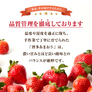 【先行予約】【アフター保証】 「博多あまおう」約250g×2パック【2月上旬～3月発送】【JAほたるの里】_HA1937 ふるさと 納税 果物 フルーツ 甘い イチゴ 苺 あまおう デザート 旬 手土