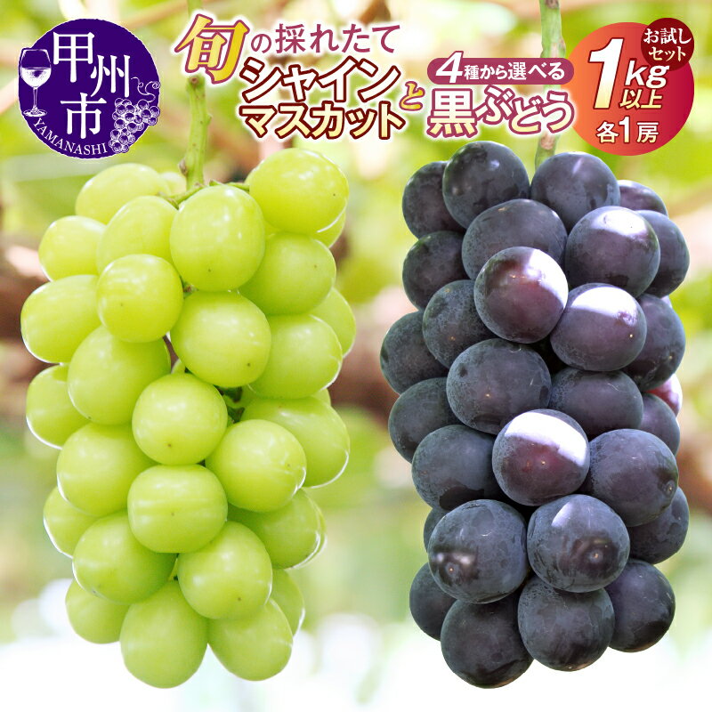 【ふるさと納税】 お試しセット シャインマスカット 黒ぶどう 4種 選べる組み合わせ 藤稔 巨峰 ブラックビート BKシードレス 1.0kg以上 各1房 旬 果物 フルーツ 葡萄 種無し 期間限定 2025年発送 8月 9月 発送 山梨県 甲州市 ギフト 贈答 プレゼント 名産地 先行予約 （HO）