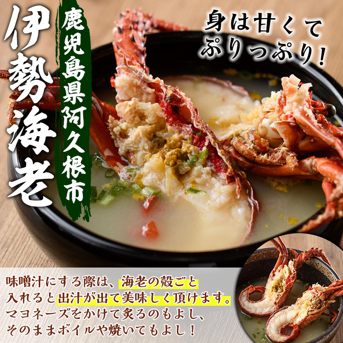 ＜2025年9月中旬以降順次発送予定＞期間・数量限定！鹿児島県産 伊勢海老(3尾・計1.0～1.2kg) 国産 鹿児島県産 海老 えび エビ 伊勢海老 刺身 海鮮 海の幸 海産物【福美丸水産】akn0