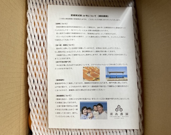 訳あり 愛果28号 5kg サイズミックス 【2025年12月以降発送】みかん 愛媛 数量限定 先行予約 柑橘 伊予市｜B220