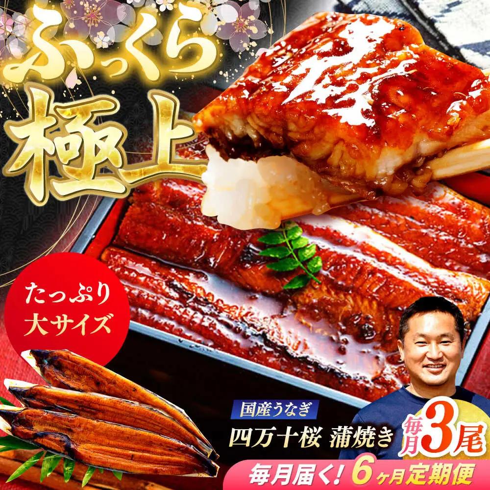 【6回定期便】 極上国産うなぎ四万十桜 蒲焼き3尾 たっぷり大サイズ / 国産 高知 四万十 うなぎ ウナギ 鰻 蒲焼き うな重 惣菜 贅沢 【有限会社もりた】[ATHE010]
