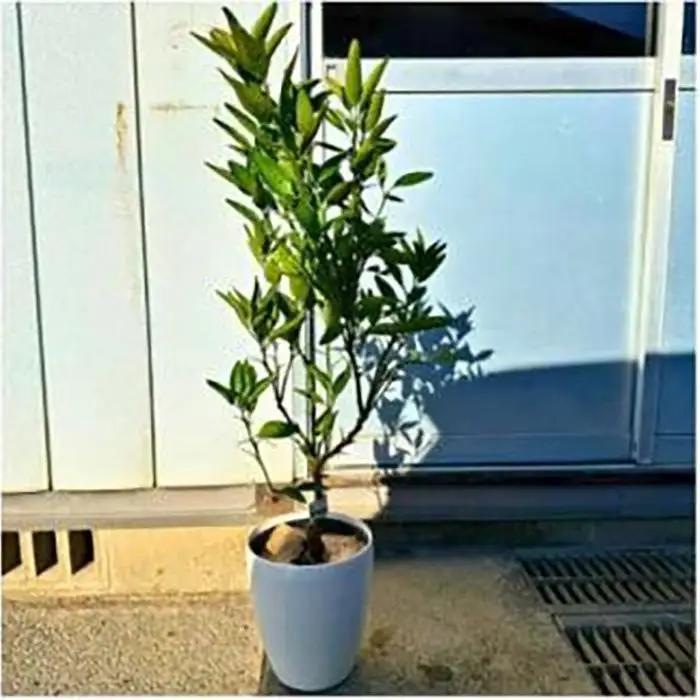 自宅で収穫 みかんの木 せとか 7号 オシャレな鉢カバー 果樹苗(ガーデニング用)