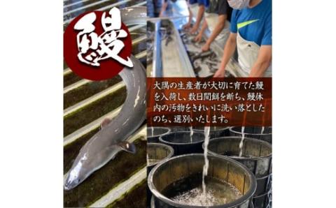 【土用の丑の日対応6/30入金まで】鹿児島県大隅産うなぎ蒲焼 計320ｇ 国産 本格 うなぎ 鰻 蒲焼（鹿児島）