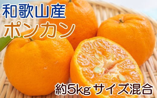 
                  和歌山産ポンカン約5kg（サイズ混合・秀優品） ※2027年2月上旬～2027年3月上旬頃に順次発送予定【tec942A】
                