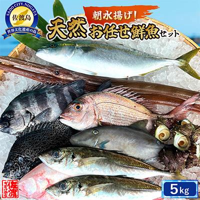 ふるさと納税 佐渡市 佐渡産 天然お任せ鮮魚セット 5kg