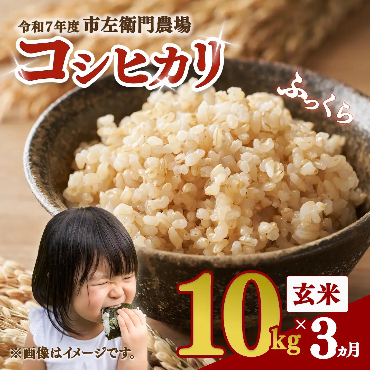【定期便】令和7年産 市左衛門農場コシヒカリ玄米 10kg×3回 こしひかり