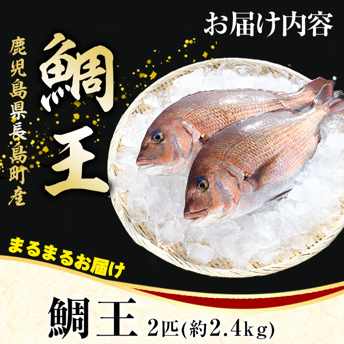 【12月29日発送】長島町特産「鯛王」(2匹・約2.4kg) 産地直送 新鮮 旨味が抜群の 長島町 特産品 ブランド 真鯛 をまるごと 一匹 楽しめる 刺身 鯛めし 鯛茶漬け 鯛しゃぶ 鯛刺身 鮮魚 