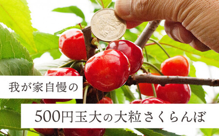 【令和6年産先行予約】こだわりのさくらんぼ 「佐藤錦」 バラ詰め 1kg (500g×2) いまいのさくらんぼ園 B06-601