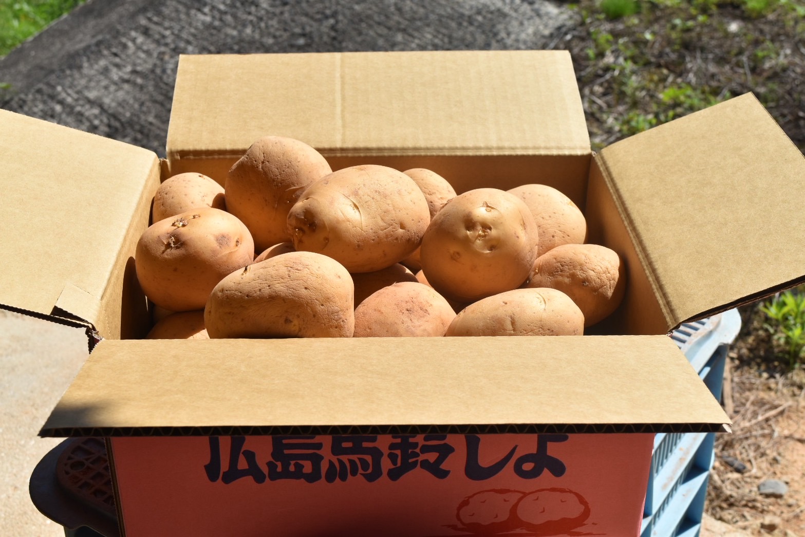 【予約商品】安芸津　赤土じゃがいも　５kg【配送時期：6月上旬～8月上旬／11月下旬～1月上旬】