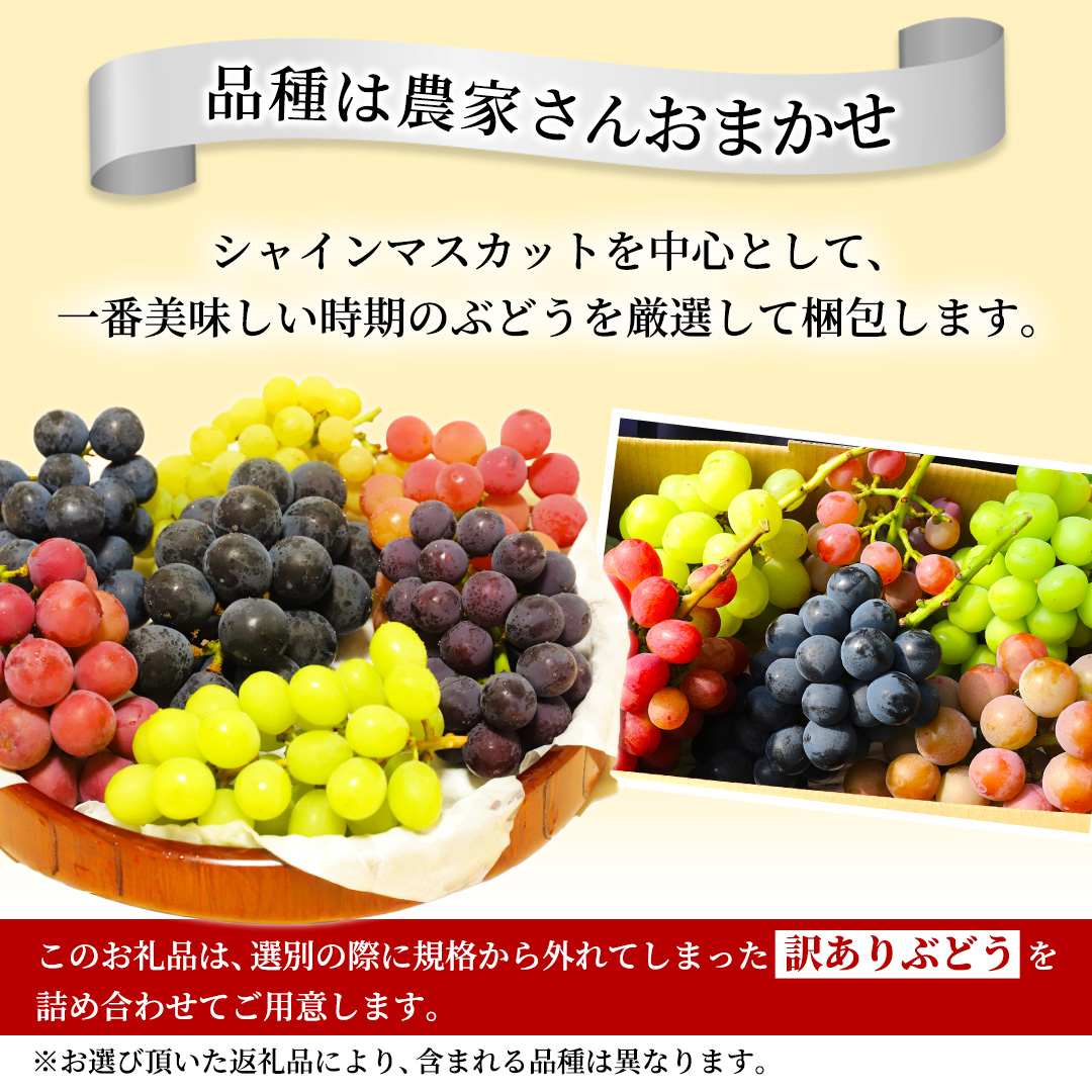 ＼訳あり ご家庭用／大粒ぶどう（種なし）詰合せ 合計 3～5房入 ブドウ 葡萄 フルーツ 果物 旬 わけあり 先行予約 食べ比べ (DM004)