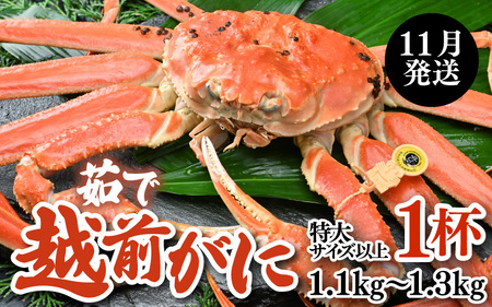 【先行予約】【11月発送限定】茹で越前がに 1杯 1.1kg～1.3kg（特大サイズ以上）《新鮮！茹でたてを発送》／ 高級 福井 ブランド ズワイガニ 黄色タグ ボイル 冷蔵 蟹 カニ 期間限定 ※2