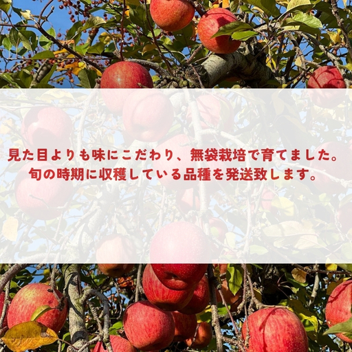 No.0145 あづま果樹園 りんご 約3kg 【2026年度発送】