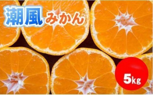 
                  商標登録 潮風みかん 5kg みかん ミカン 蜜柑 柑橘 果物 フルーツ 高知県 高知 黒潮町 [1289-2]
                