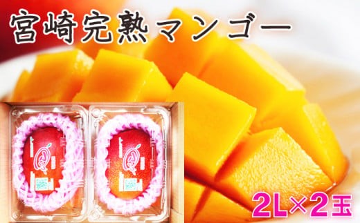 
            KU394 ＜期間限定・数量限定＞みやざき完熟マンゴー 約700g以上（2Lサイズ2個入[350g～459g]×2個） 【串間市大束農業協同組合】
          