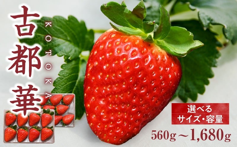 
                  【選べるサイズ】【2026年2月～3月発送】高級いちご「古都華」　先行予約 ことか 甘い 糖度 濃い 濃厚 果汁 香り 朝摘み いちご イチゴ 苺 フルーツ 果物 くだもの ご褒美 ごほうび 贈答 贈り物 ギフト プレゼント 冷蔵 奈良県 生駒市 送料無料
                