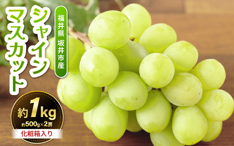 
【先行予約】坂井市砂丘地のシャインマスカット 約500g×2房入り（合計：約1kg）化粧箱入り 【2025年8月中旬以降順次発送予定】【マスカット ブドウ ぶどう 葡萄 果物 くだもの フルーツ 果実 新鮮 産地直送 国産 ギフト 贈り物 贈答】 [A-19101]
