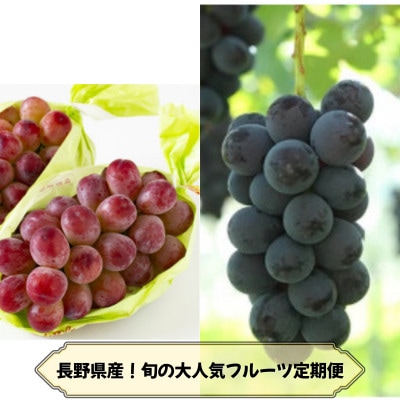 【発送月固定定期便】長野の果物 種なし巨峰+クイーンルージュ全2回【配送不可地域：離島】【4081271】
