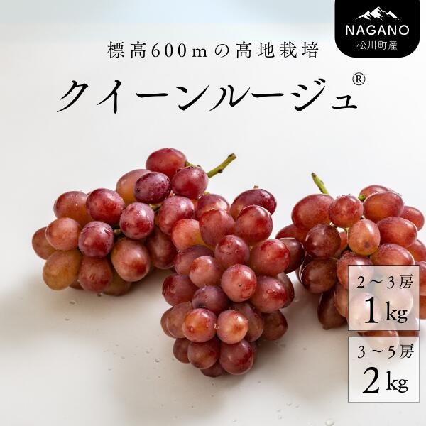 【ふるさと納税】クイーンルージュ® 約1キロ or 2キロ ／2025年9月下旬頃発送予定 長野県松川町産 贈答 ギフト 稀少 高級ぶどう 約1kg 約2kg TK04 TK08 TK13
