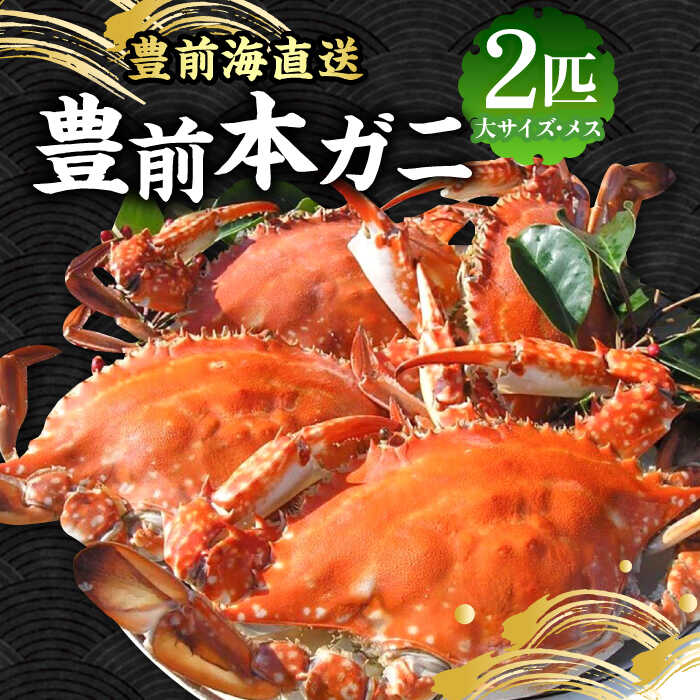 【ふるさと納税】【先行予約】 豊前本ガニ 大 メス 2匹 直送 【2025年12月以降順次発送】《豊前市》【豊築漁業協同組合】 かに 蟹 カニ ワタリガニ かに料理 ガザミ[VAG024] 60000 60000円