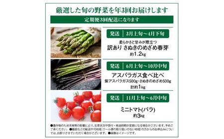 季節のやさい 人気 厳選 高松市 3回 [旬な季節に合計3回発送]定期便D【T006-738】